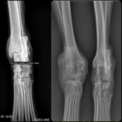 Erosive Polyarthritis ausgelöst durch Leishmaniose-Beitrag-Bild