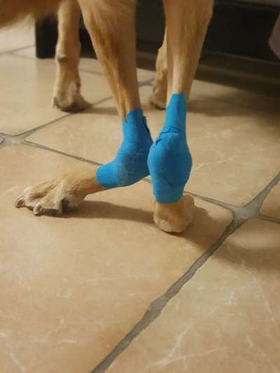 Erosive Polyarthritis ausgelöst durch Leishmaniose-Beitrag-Bild