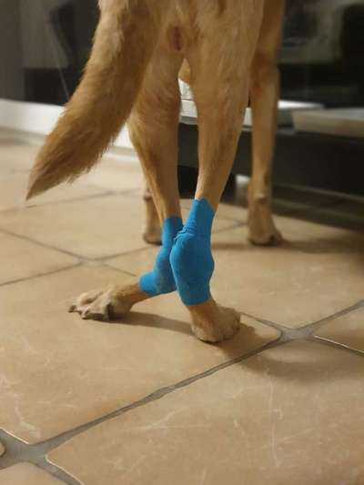 Erosive Polyarthritis ausgelöst durch Leishmaniose-Beitrag-Bild