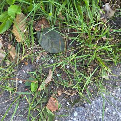 Giftköder-Gift oder Grassamen-Bild