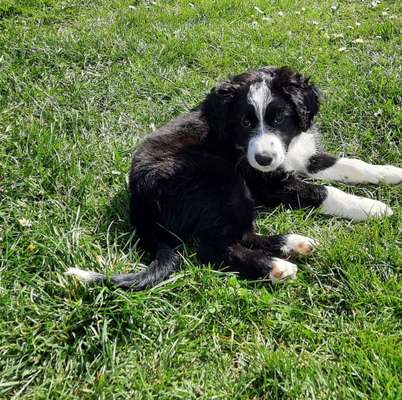 Welpen Bilder !-Beitrag-Bild