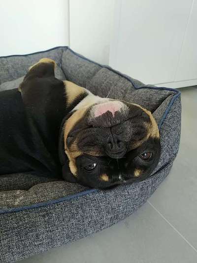 Französische Bulldoggen-Beitrag-Bild