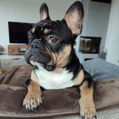 Hundetreffen-Spiel oder Gassirunde Schweighofen-Bild