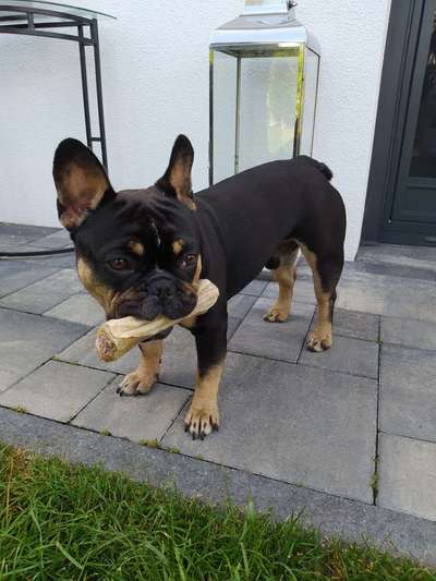 Französische Bulldoggen-Beitrag-Bild