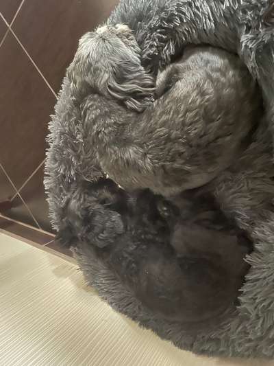 13. Farben-Fotochallenge "Grau"-Beitrag-Bild