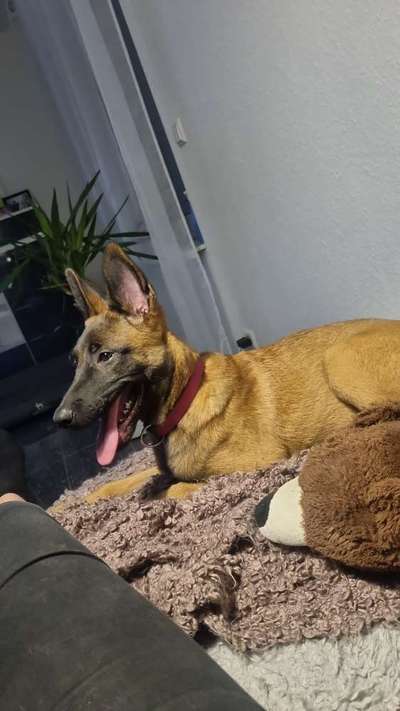 Zeigt eure Malinois!!!-Beitrag-Bild