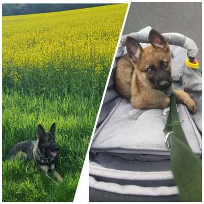 Vom Welpen zum Hund-Beitrag-Bild