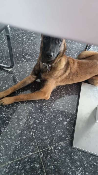 Malinois-Beitrag-Bild