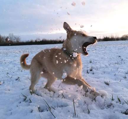 FOTO CHALLENGE 77 - Dein Hund im Spiel-Beitrag-Bild