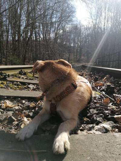 Wald Bild-Beitrag-Bild