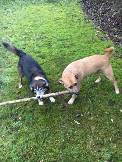 Wie heißt dein Hund?-Beitrag-Bild