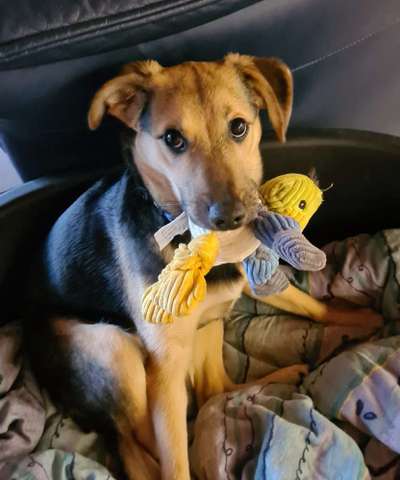 Dogorama Photo Challenge - Hundeblick zum hinschmelzen-Beitrag-Bild