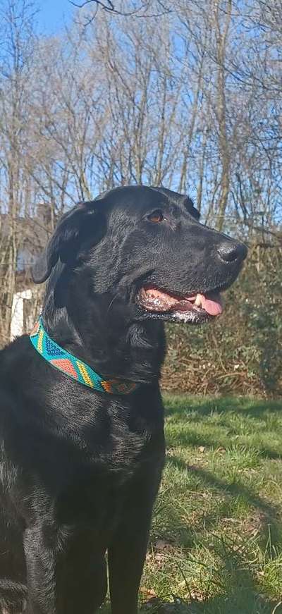 Mischlingshunde Foto Aufruf-Beitrag-Bild