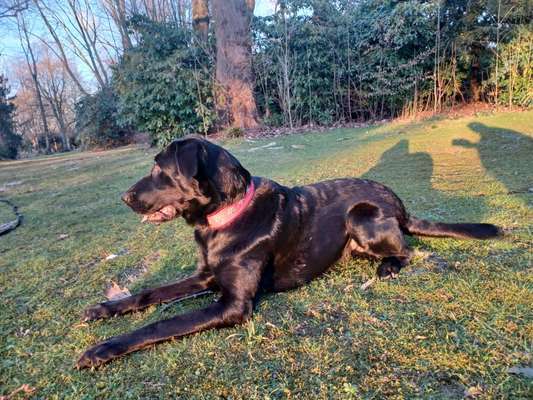 Mischlingshunde Foto Aufruf-Beitrag-Bild