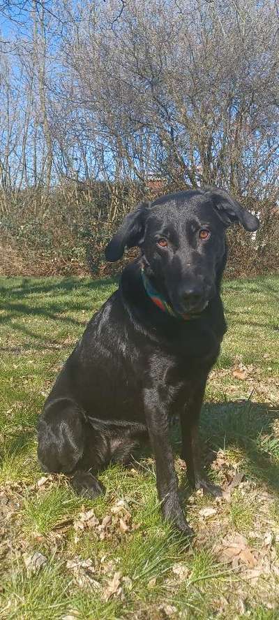 Mischlingshunde Foto Aufruf-Beitrag-Bild