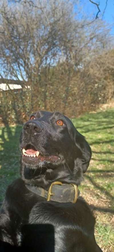 Mischlingshunde Foto Aufruf-Beitrag-Bild