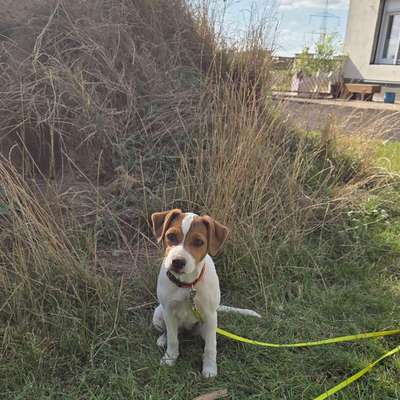 Hundetreffen-Trudy sucht Spielkameraden-Bild
