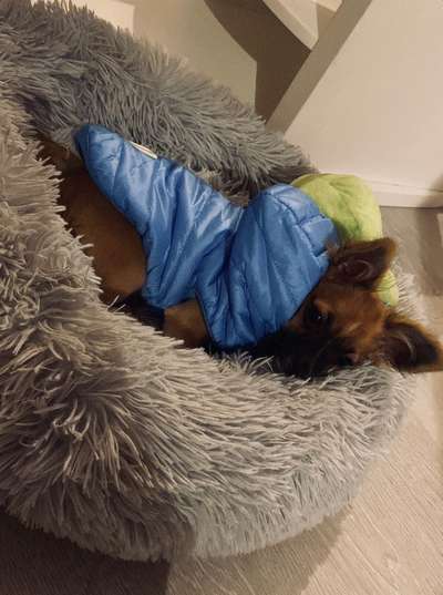 Wo sind die Chihuahua Besitzer ?-Beitrag-Bild