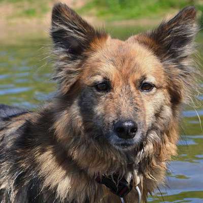Hundetreffen-Angehende Hundetrainerin sucht Übungsteams-Bild