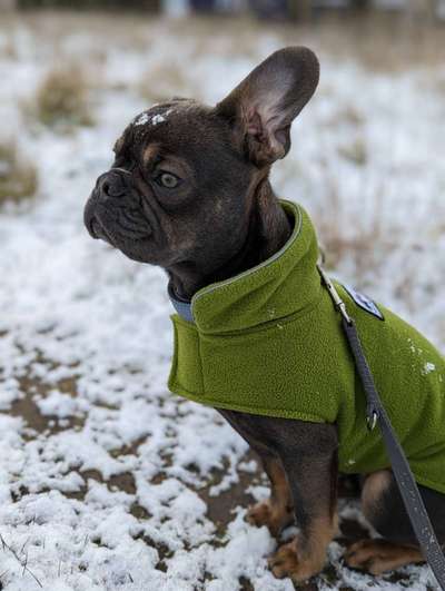 Dogorama Photo Challenge - die ersten Frühjahrsblumen-Beitrag-Bild