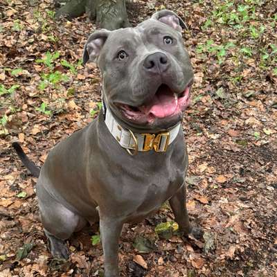Hundetreffen-Spaziergänge in Stöcken-Bild