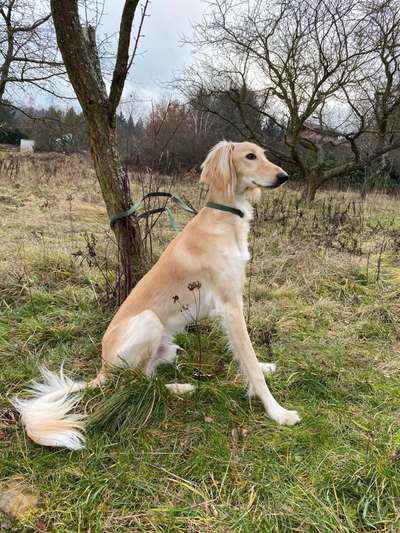 Saluki Besitzerinnen gesucht! Austausch zur Rasse :-)-Beitrag-Bild