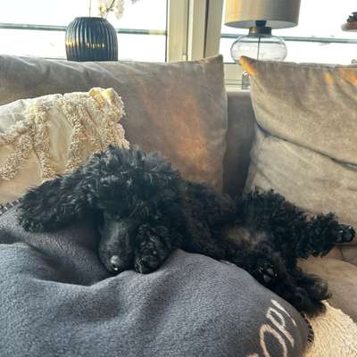 Hundetreffen-Spielkamerad/in gesucht-Bild