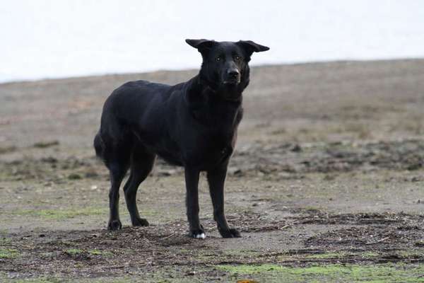 Mischlinge raten - Rätselspaß-Beitrag-Bild