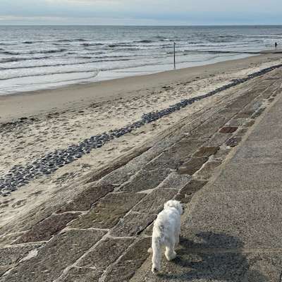 Hundetreffen-Socialwalk / Spielen-Bild