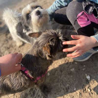 Hundetreffen-Gassi und Spielstunde für kleine Hunde gesucht-Bild