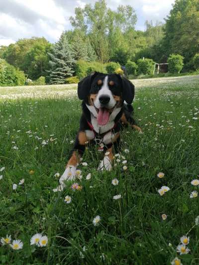 Entlebucher Sennenhund-Beitrag-Bild