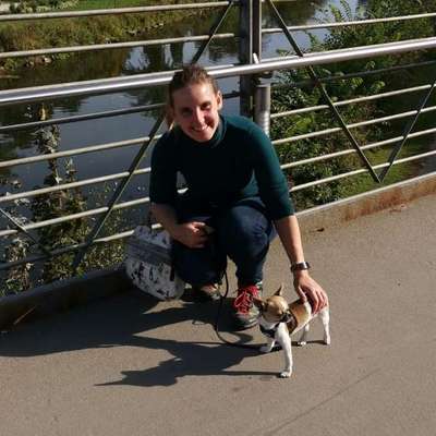 Hundetreffen-Gassi gehen, Hunde Spielezeit