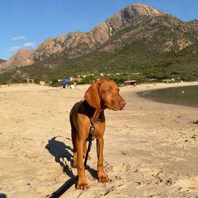 Hundetreffen-Junghundetreffen-Bild