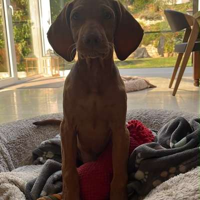 Hundetreffen-Welpentreffen-Bild