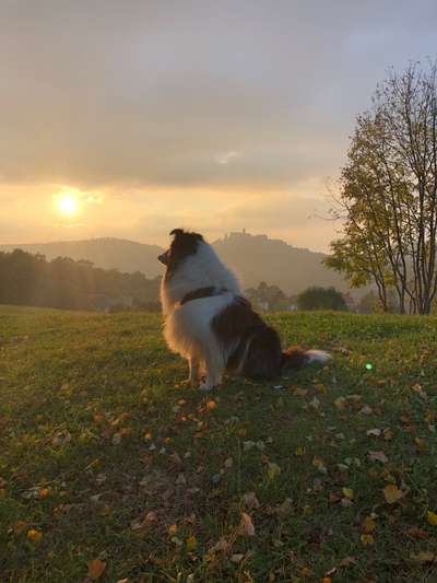 Die Dogorama Kalender Challenge Titelbild-Beitrag-Bild