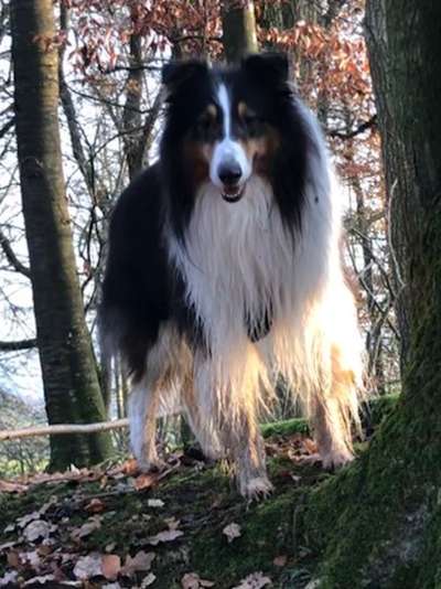Langhaar Collies-Beitrag-Bild