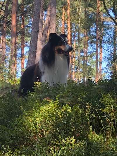 Collies gesucht-Beitrag-Bild