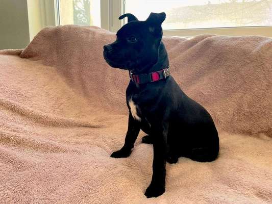 Staffordshire Bull Terrier-Beitrag-Bild