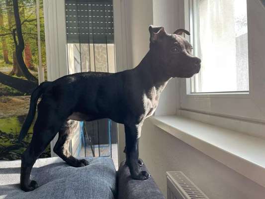 Der Gewichts-Thread-Beitrag-Bild