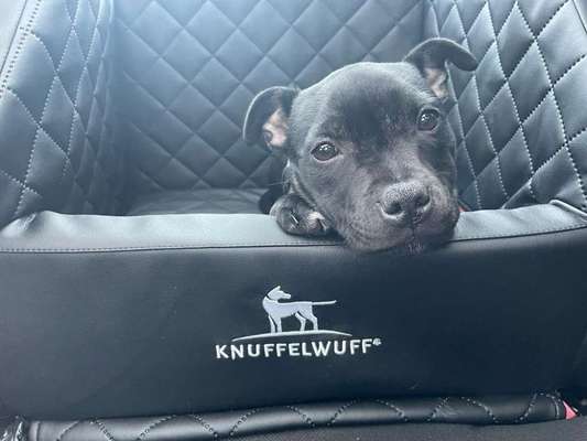 Hunde-Autositz-Beitrag-Bild