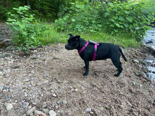 Der Gewichts-Thread-Beitrag-Bild