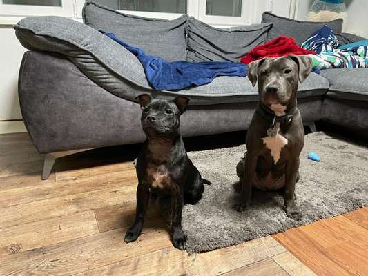 Amstaff Vorurteile - Halter machen Hunde?-Beitrag-Bild