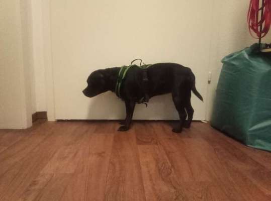 Der Gewichts-Thread-Beitrag-Bild