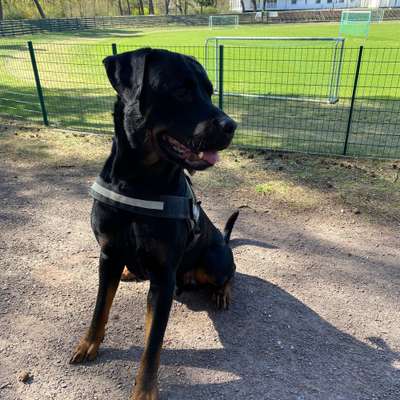 Hundetreffen-Spielfreunde gesucht-Bild