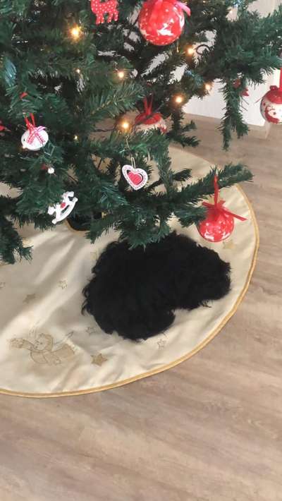 Welpen Bilder !-Beitrag-Bild