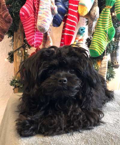 Welpen Bilder !-Beitrag-Bild