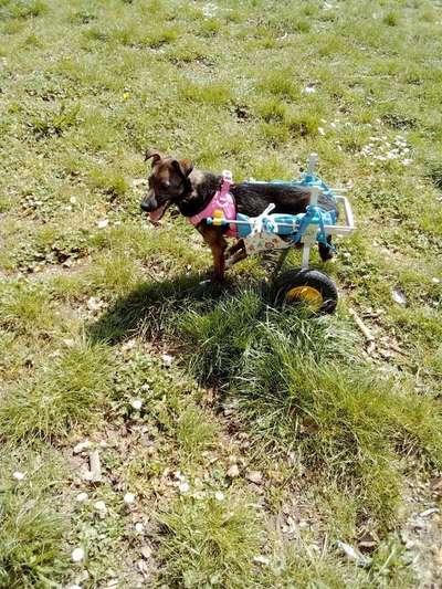 Die Dogorama Monats Challenge "Es grünt und blüht"-Beitrag-Bild