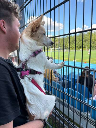 Rückenlänge Jack Russel Terrier-Beitrag-Bild