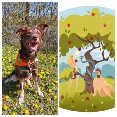 Wie heißt dein Hund?-Beitrag-Bild