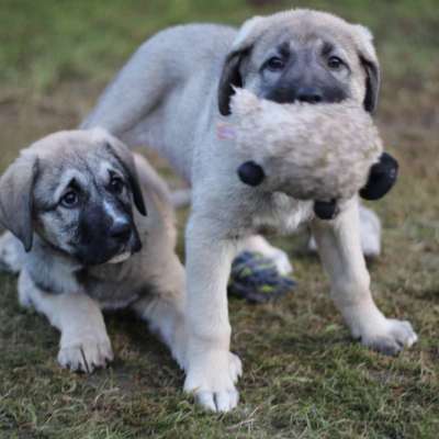 Kangal Fans ! ! ! !-Beitrag-Bild